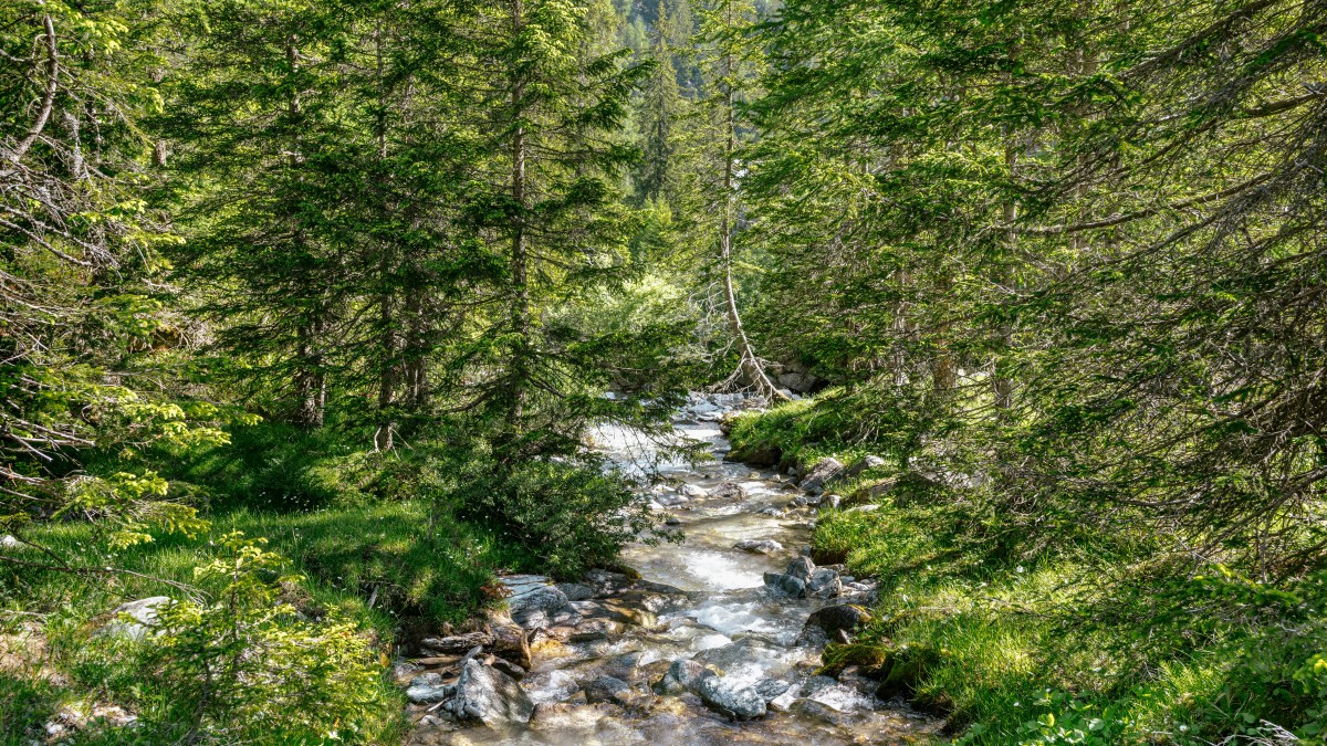 Von dichtem Kiefernwald umgebener Bach im Schweizer Bergtal Val di Campo. Fotograf: Bruno Augsburger